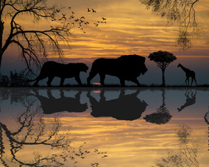 African lion wild animals with reflection in the evening
