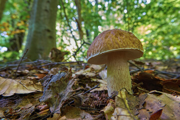 Boletus mushroom close-up in the summer forest. Delicious and nutritious edible mushroom in natural environment