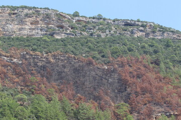 landscape of a partially burnt forest in the mountains in summer