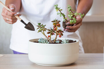 A woman transplants and sprays plants in flower pots. Housewife, takes care of houseplants at home, sprays succulents and cacti. Homemade flowers.