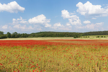Rural landscape with poppy field in Lower Saxony