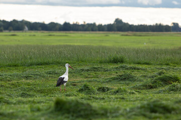 European White Stork on freshly mowed meadow in Lower Saxony, Germany