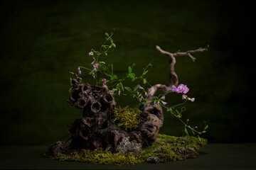 Ikebana. Flowers on a driftwood. Bouquet. Flower composition. Ipomoea. Legumes. Moss. Lichens. Wildflowers. Bindweed.