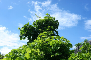 In the rainy season with a small tree growing.