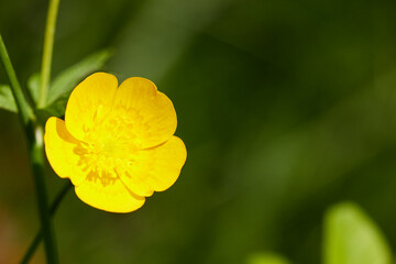 Obraz premium Hahnenfuß auf einer Wiese in der Sonne