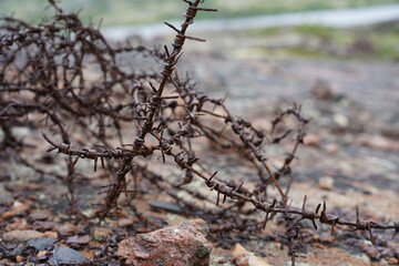 Rusting barbed wire from the Second World War on the stones