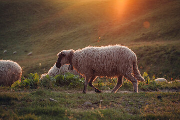 Sheep Grazing in High Carpathian Meadow Mountains at Summer Sunset