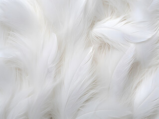 Close up White feather background