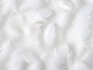 Close up White feather background