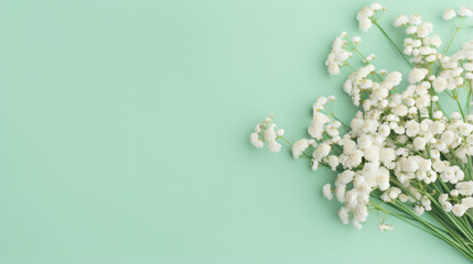 Small white gypsophila flowers on pastel green background