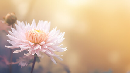 autumn chrysanthemum flower on the background of a foggy morning in soft color pastel tones, gentle autumn background of nature