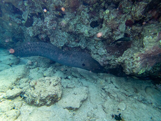 Black moray eel in a coral reef in the Red Sea