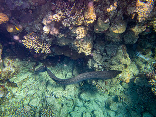 Naklejka na ściany i meble Black moray eel in a coral reef in the Red Sea