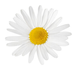 Chamomile flower isolated on white or transparent background. Camomile medicinal plant, herbal medicine. One single chamomile flower. - obrazy, fototapety, plakaty