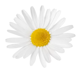 Keuken spatwand met foto Chamomile flower isolated on white or transparent background. Camomile medicinal plant, herbal medicine. One single chamomile flower. © Olesia
