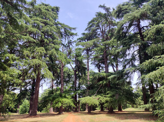 Deodar Cedar trees growing in the park forest in Rovinj, Croatia