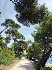 Fototapeta na wymiar leaning pine trees by the Adriatic Sea in Rovinj, Croatia
