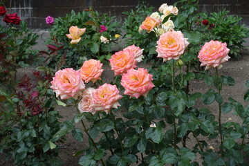 Yellowish pink flowers of roses in mid June