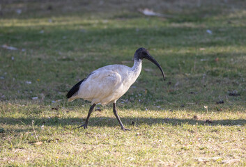 Obraz na płótnie Canvas Australian white ibis bin chicken in city park land area, New South Wales, Australia