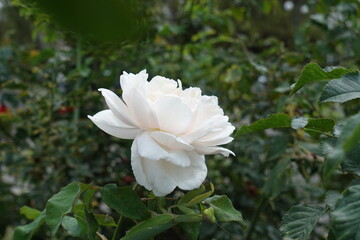 Side view of ivory white flower of rose in mid October