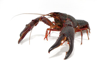 ハサミを広げたアメリカザリガニ