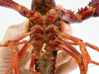 ザリガニの脚の付け根