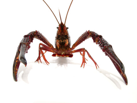 正面に構えるザリガニ