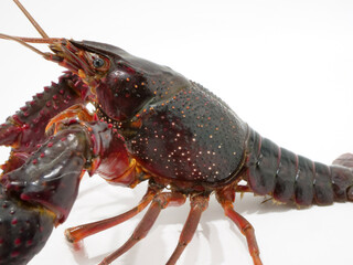 アメリカザリガニの胴体