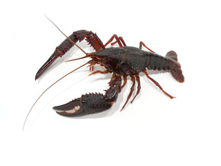 左向きのアメリカザリガニ