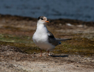 Common tern (sterna hirundo) in Danube Delta Romania. Wildlife in natural habitat