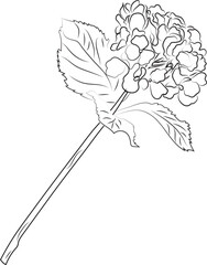 Leinart. Hydrangea branch. Flower. High quality vector illustration.