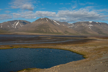 Fototapeta premium Huge flocks of barnacle geese breeding on the shores of the Adventfjorden, near Longyearbyen, Spitsbergen, Svalbard, Norway