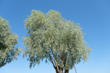 Unknown silvery tree