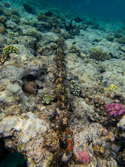 Naklejka na ściany i meble Large anchor chain on the bottom of a coral reef in the Red Sea