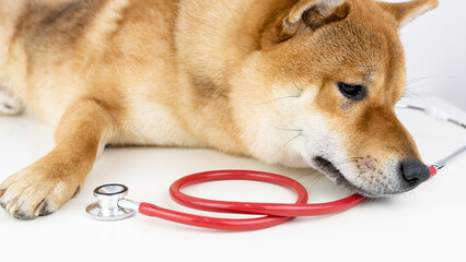 a dog at a vet's appointment