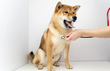 a dog at a vet's appointment