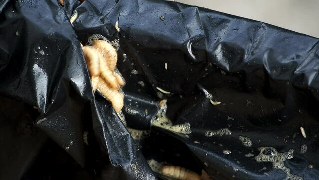 Fly maggots are crawling on garbage bag, out door  Chiangmai Thailand.