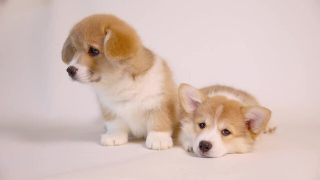 two cute welsh corgi puppies sitting on a white background