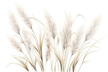 Realistic dry pampas grass isolated on white background. Vector illustration.
