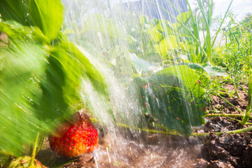 Close-up watering ripening strawberry on plantation in summer. Drops of water irrigate crops....