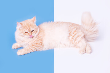 Ginger cat washes and licks its paw on blue and white background.