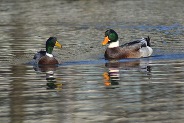 white-necked ducks in a lagoon in southern Chile