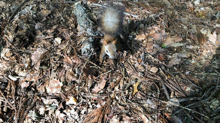 Hokkaido Squirrel coming up to my feet
