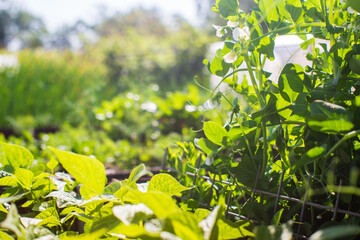 Crops planted in soil get ripe under sun. Cultivated land close up with sprout. Agriculture plant growing in bed row. Green natural food crop