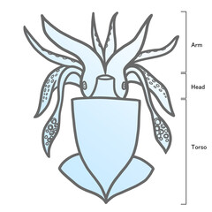 シンプルなイカのイラスト