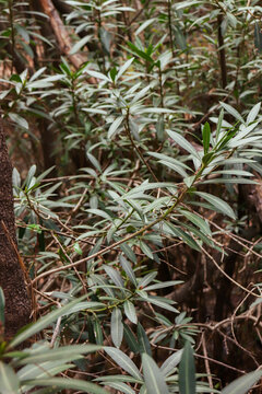 Background of Podocarpus spinulosus also known as dwarf plum pine and spiny-leaf podocarp green leaves growing from tree plants