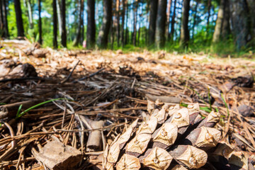 Bump close-up on the ground in the forest. Beautiful natural landscape. Low point of view in nature landscape background. Ecology environment