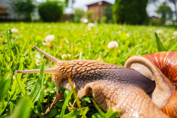 A large garden snail with a striped shell close-up crawls on the green grass of the lawn