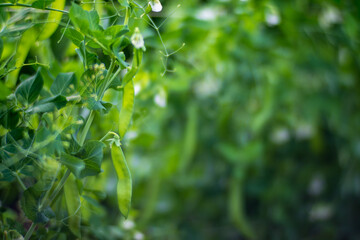 Green pea vegetables in the garden. Close-up of fresh peas and pea pods. Organic and vegan food. Agricultural plants growing in garden beds