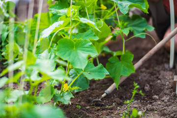 Weeding beds with agricultura plants growing in the garden. Weed control in the garden. Cultivated land close-up. Agricultural work on the plantation